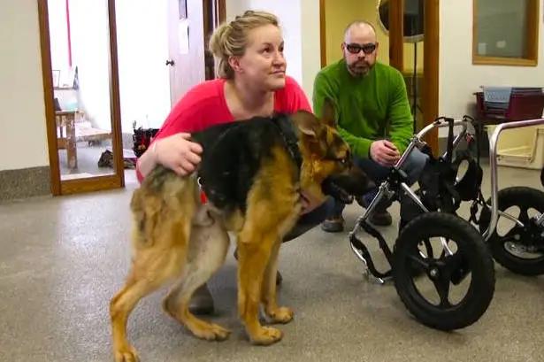 这样的阴间猫狗审美,早该翻车了