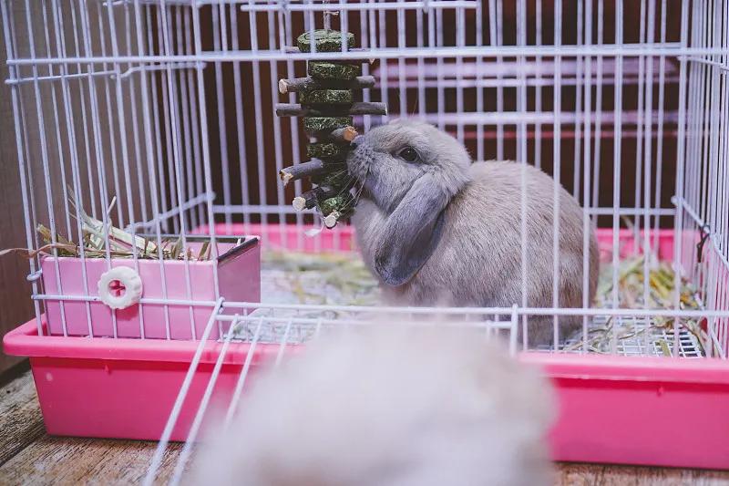 素食宠物食品,素食宠物零食有哪些品种