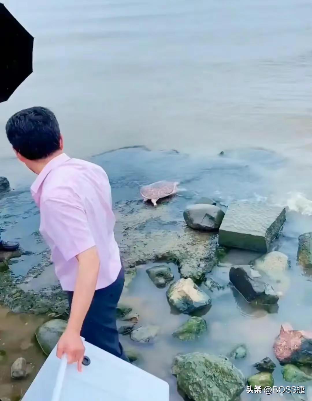 外来入侵物种美国珍珠鳖,外来生物美国珍珠鳖被放生太湖