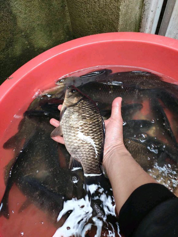 初春蚯蚓钓鱼的技巧和方法,春季钓蚯蚓正确方法与技巧