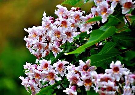 楸树林图片,楸树是古老的活化石树种