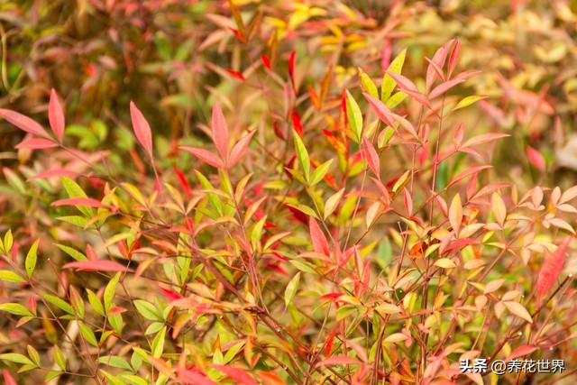 30种最适合客厅的植物大气又漂亮,居室客厅植物装饰温馨