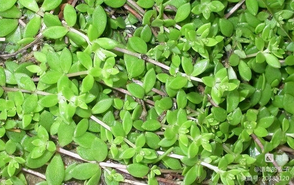 乡土植物种植资源,非根茎类植物有哪些