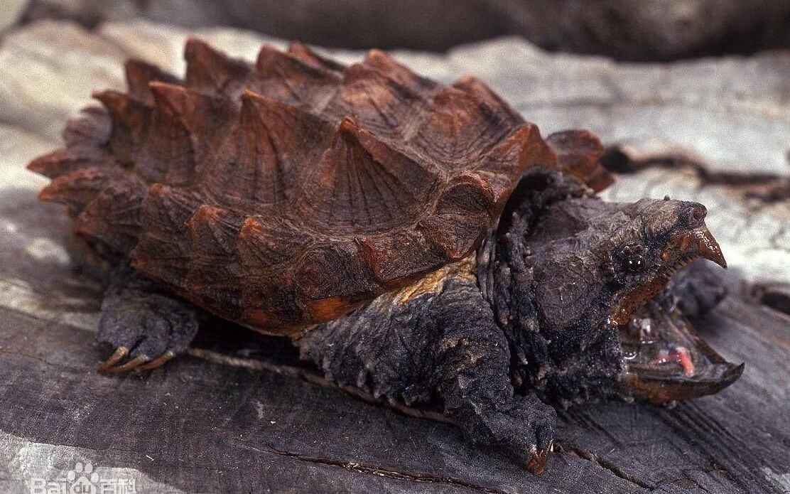 鳄龟养殖方法和注意什么,鳄龟苗子深水饲养方法