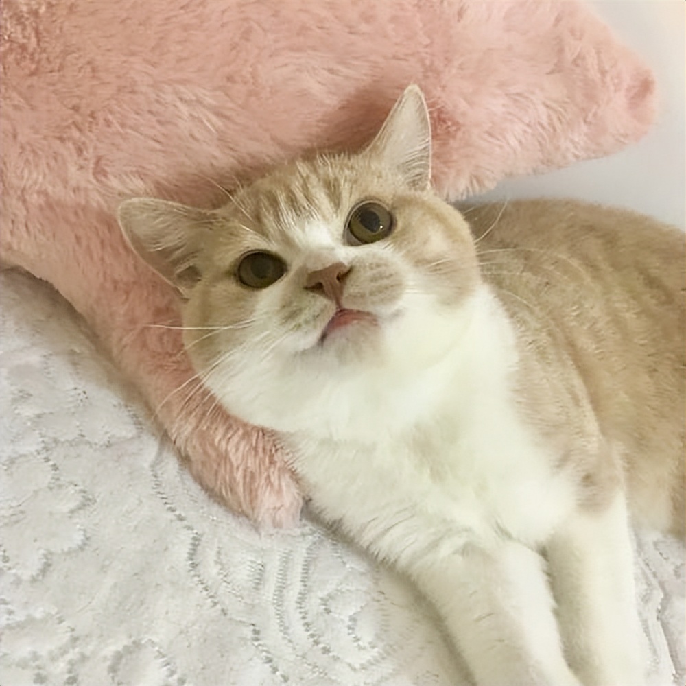 英短猫怎样才能哄好,英短猫抓不抓鼠