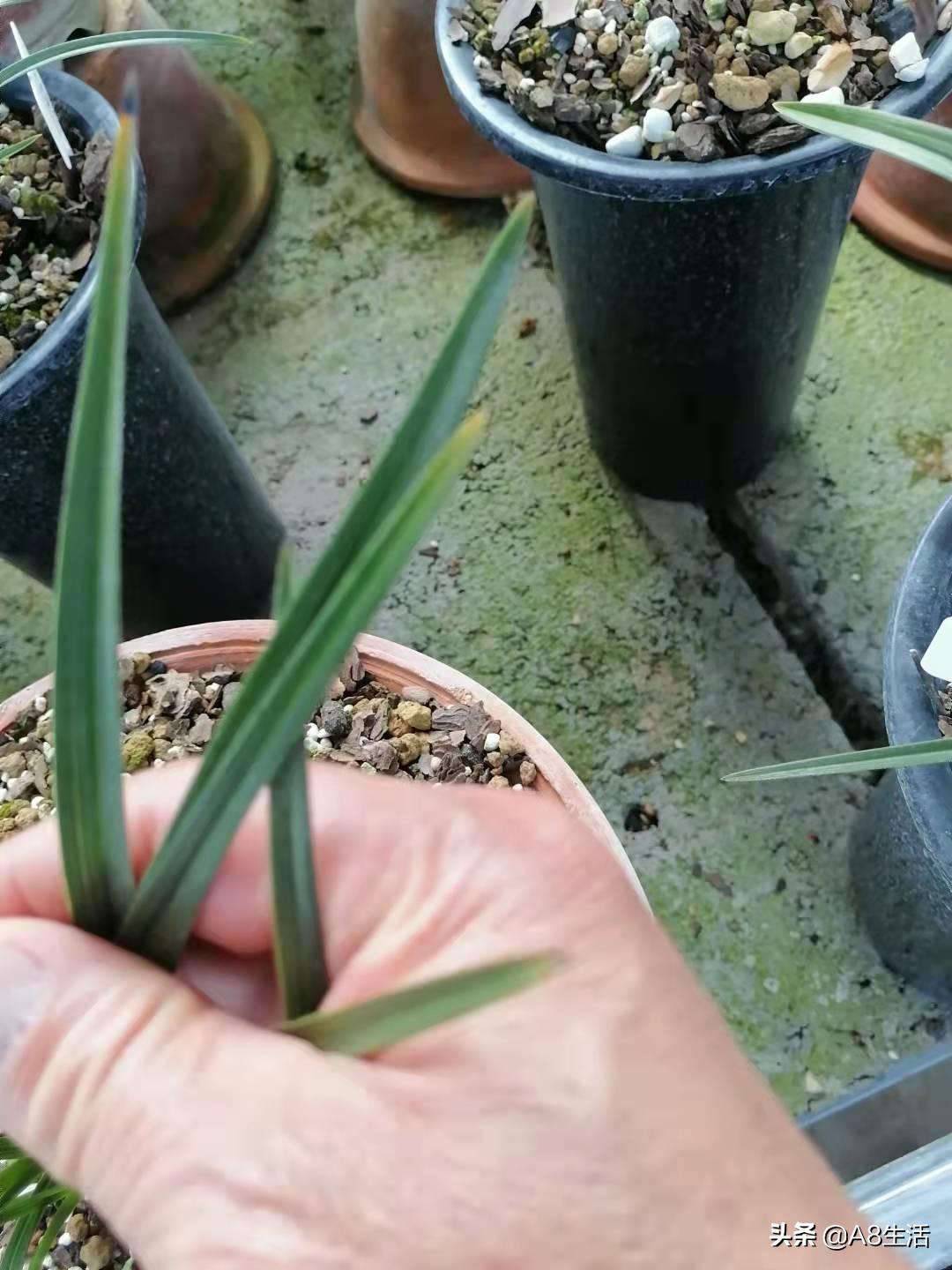 每日一品花卉,每日一品中国兰花春兰