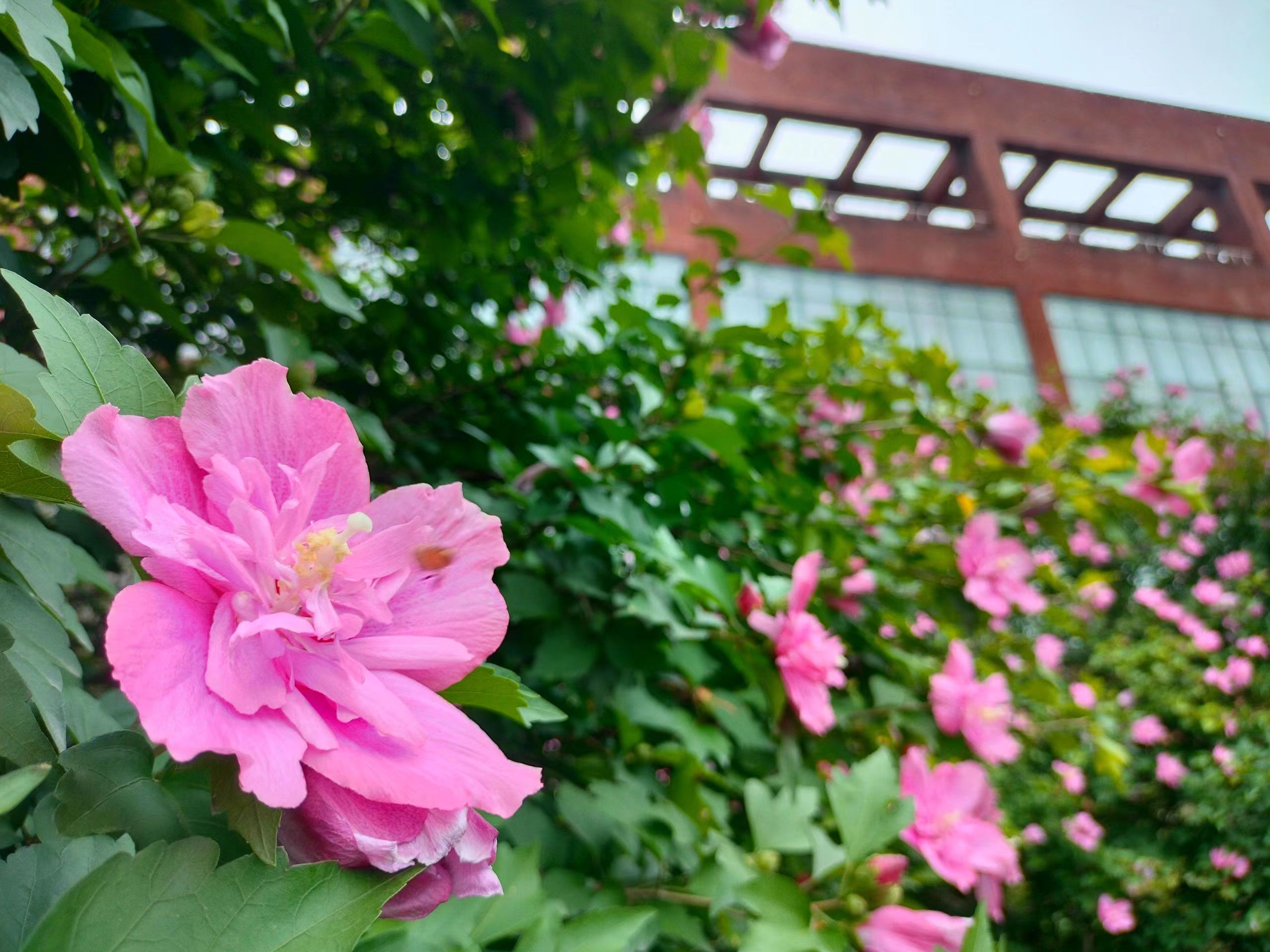 老人适合养什么花比较好,适合老年人养的花排行榜