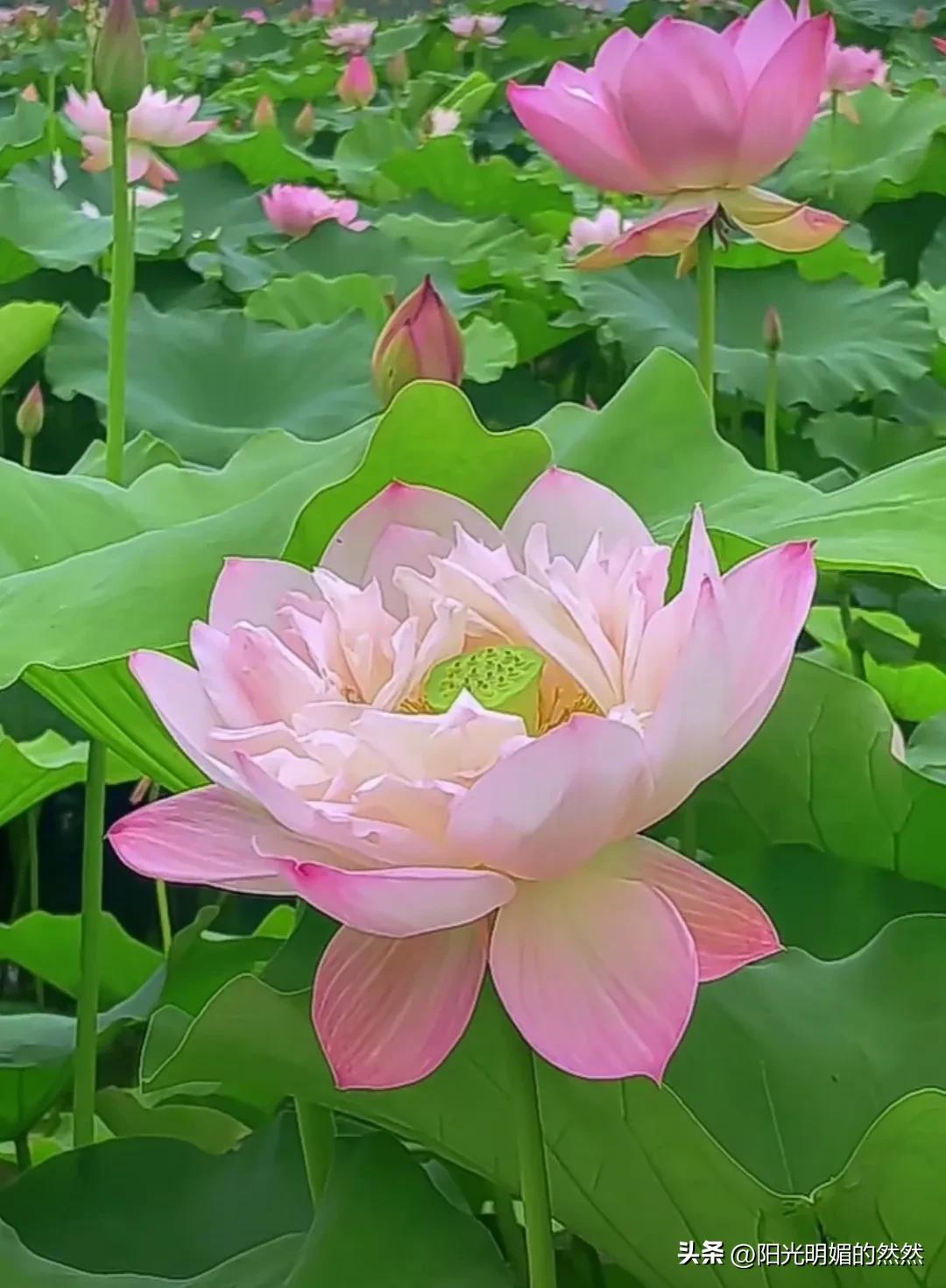 赞莲花诗杜甫,古诗欣赏莲花