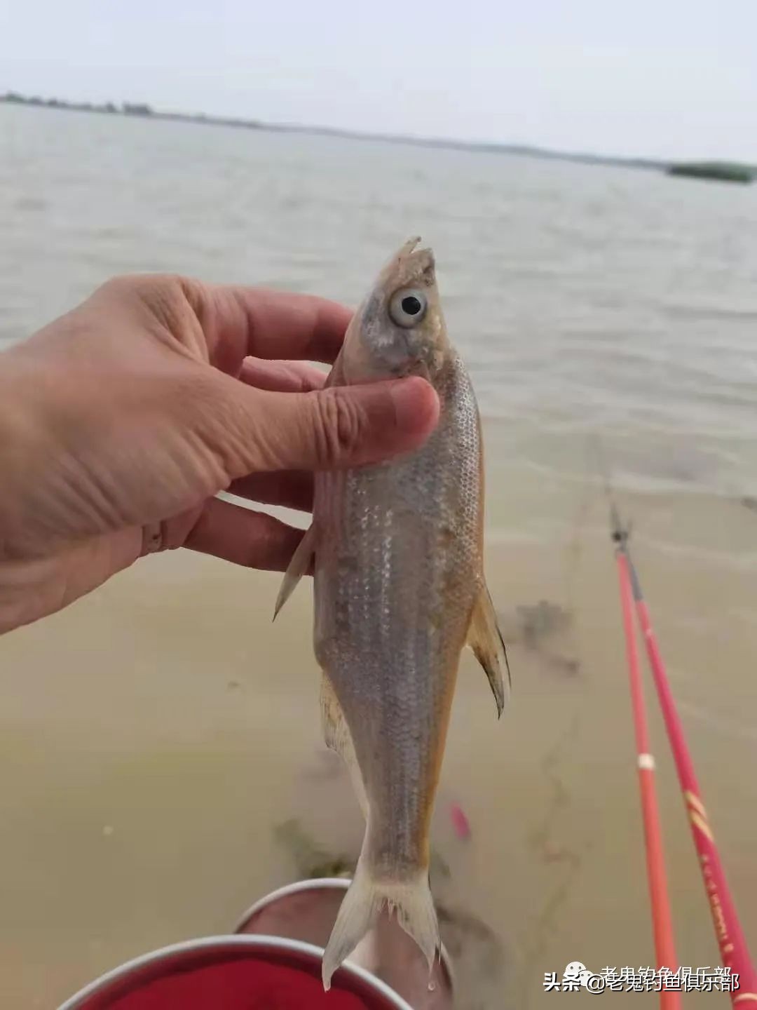 周末携大师系列饵料解锁大水面、全鱼种，安湖州爆护
