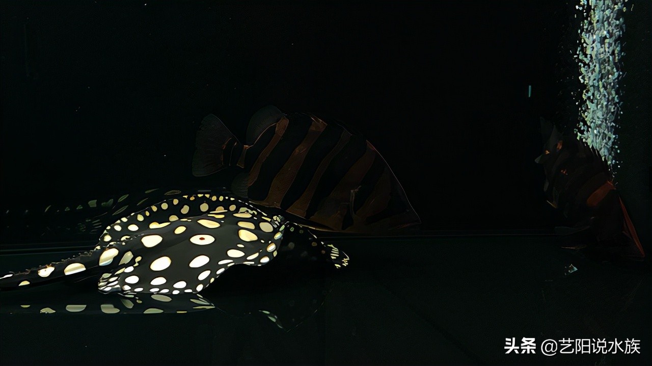 龙鱼和什么鱼混养最佳搭配,龙鱼混养该配什么鱼好看