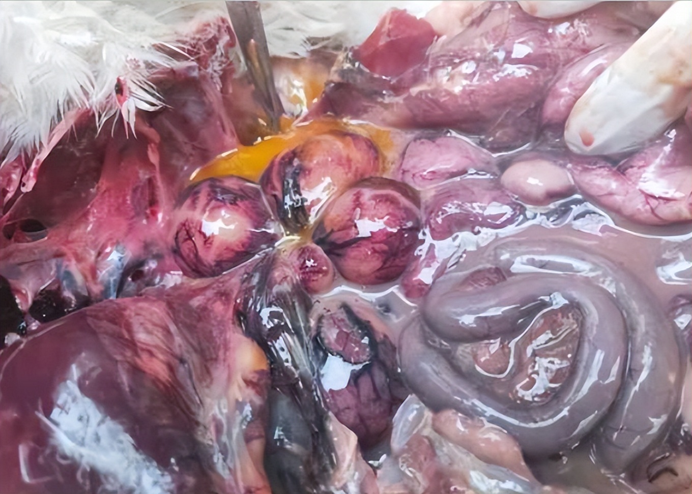 禽医聊养鸭,鸭卵黄性腹膜炎是什么原因引起的