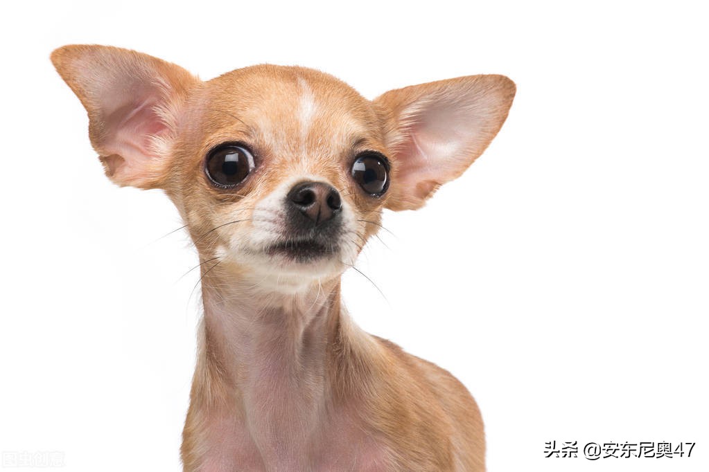 吉娃娃叫嚣大狗,吉娃娃小狗挑战大狗