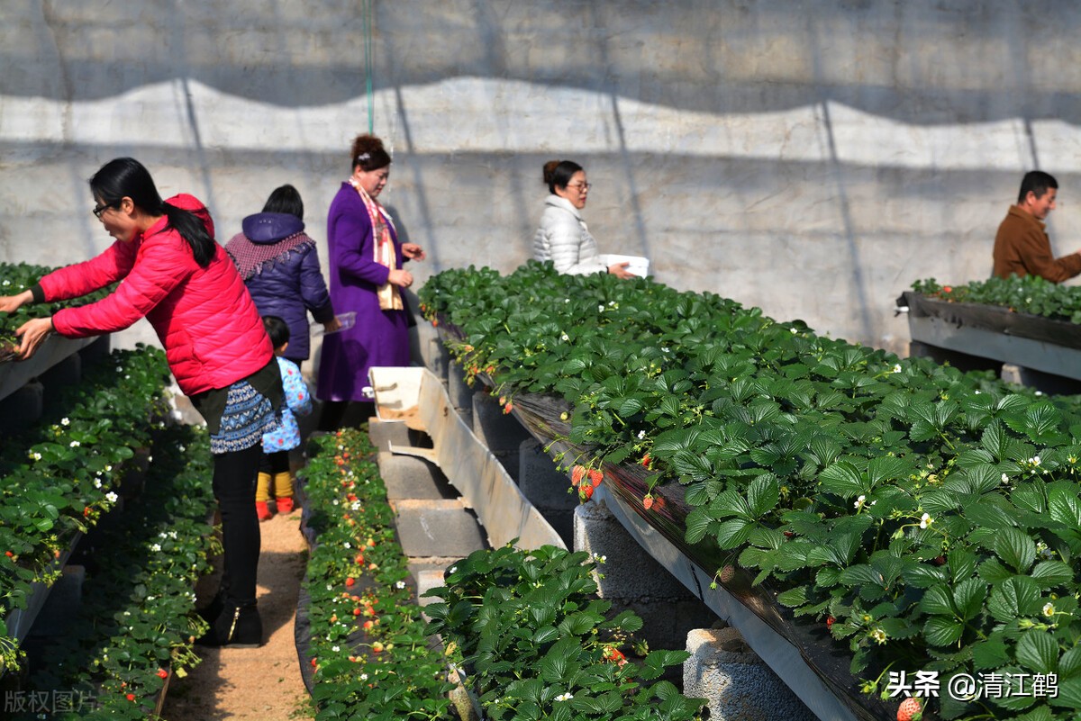 作物种植重茬怎么办,农田重茬怎样防治