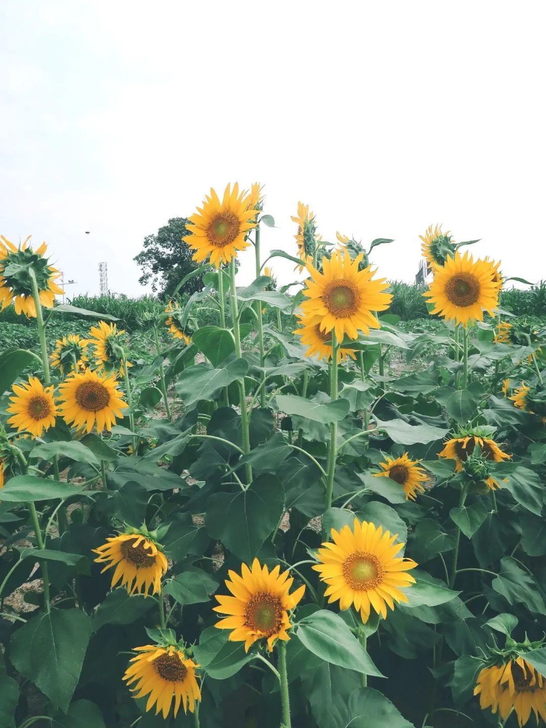 成都秋季拍照地,成都拍照打卡地推荐5月