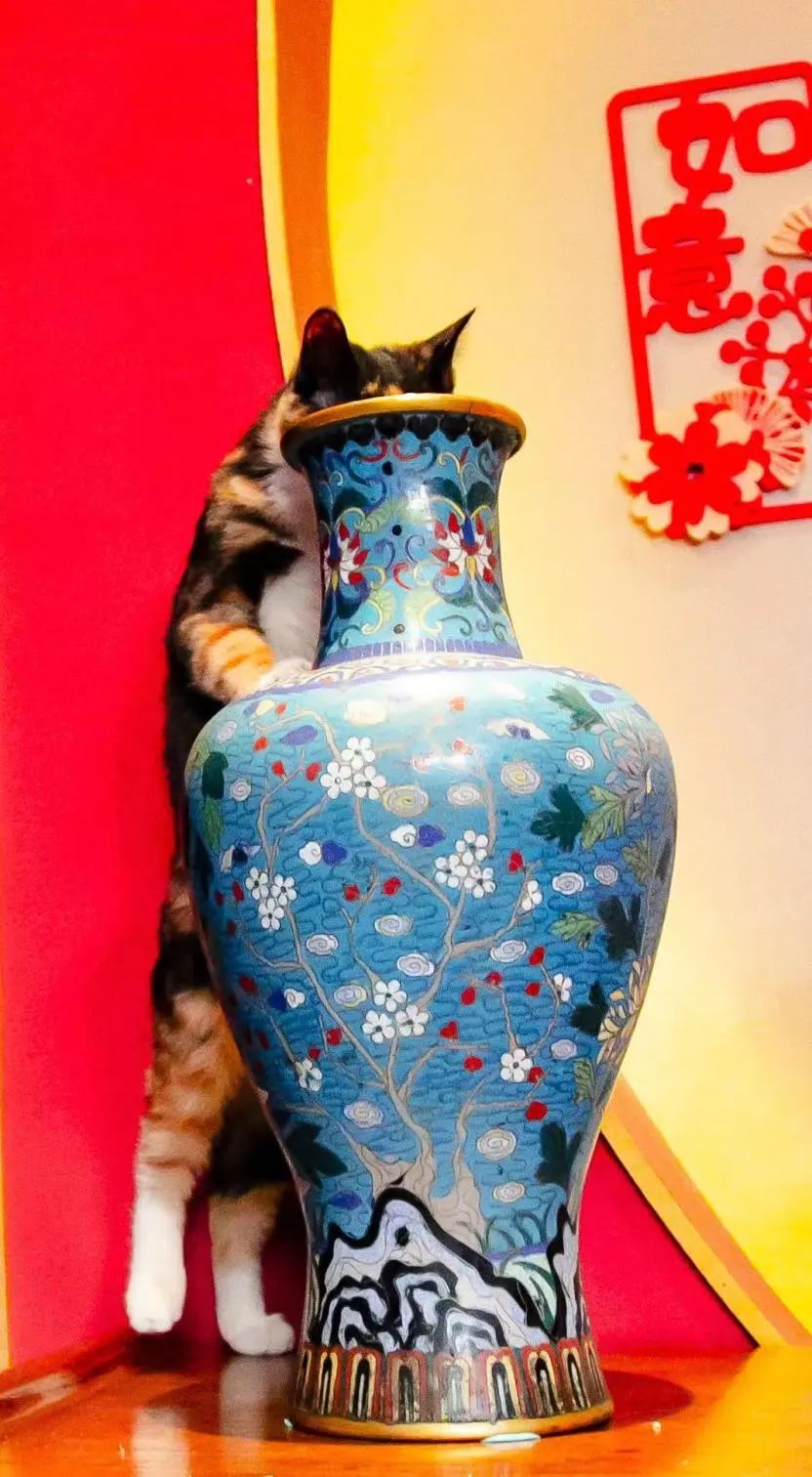 观复猫说过年抽奖,观复猫过年说