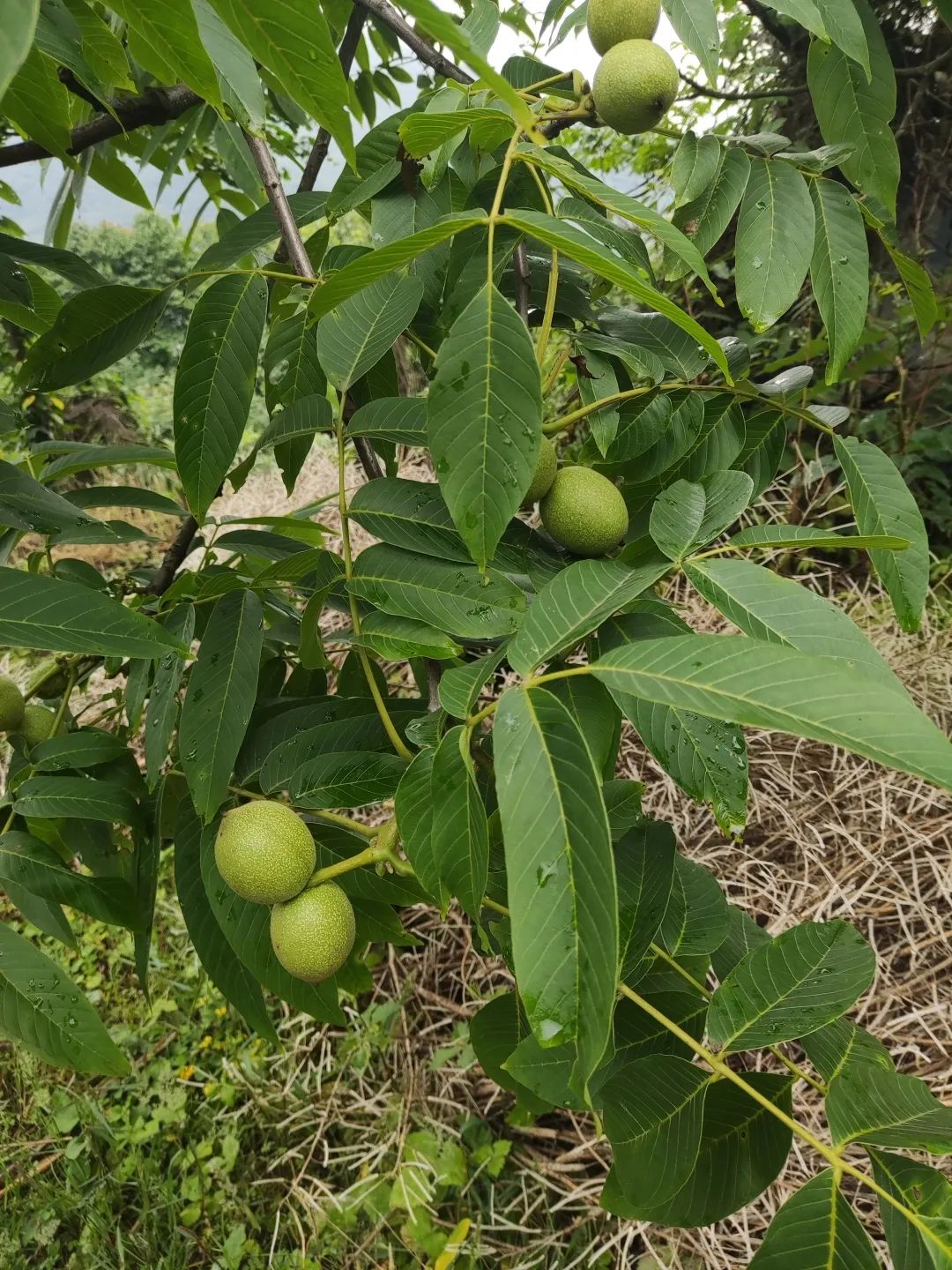 崇州山里新发现的天然景区,崇州的田园风光
