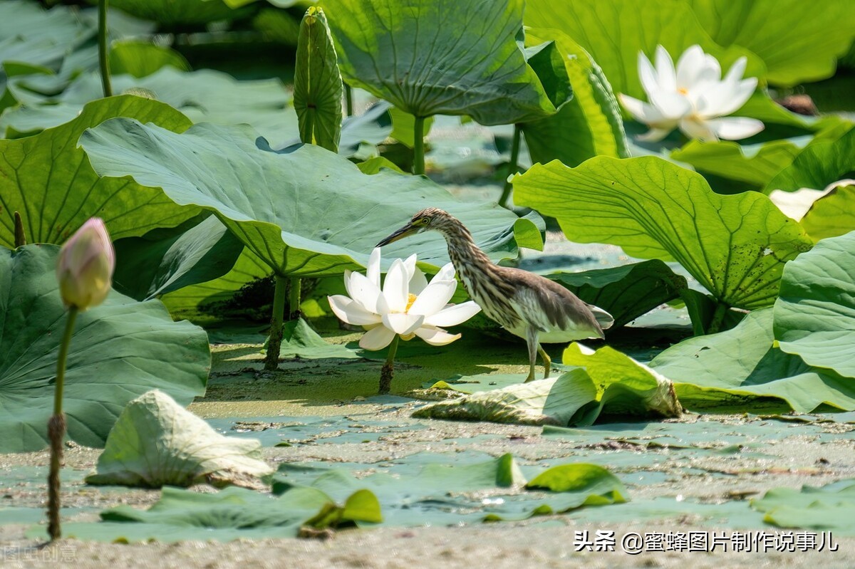 出淤泥而不染濯清涟而不妖深意,出淤泥而不染濯清涟而不妖相似词