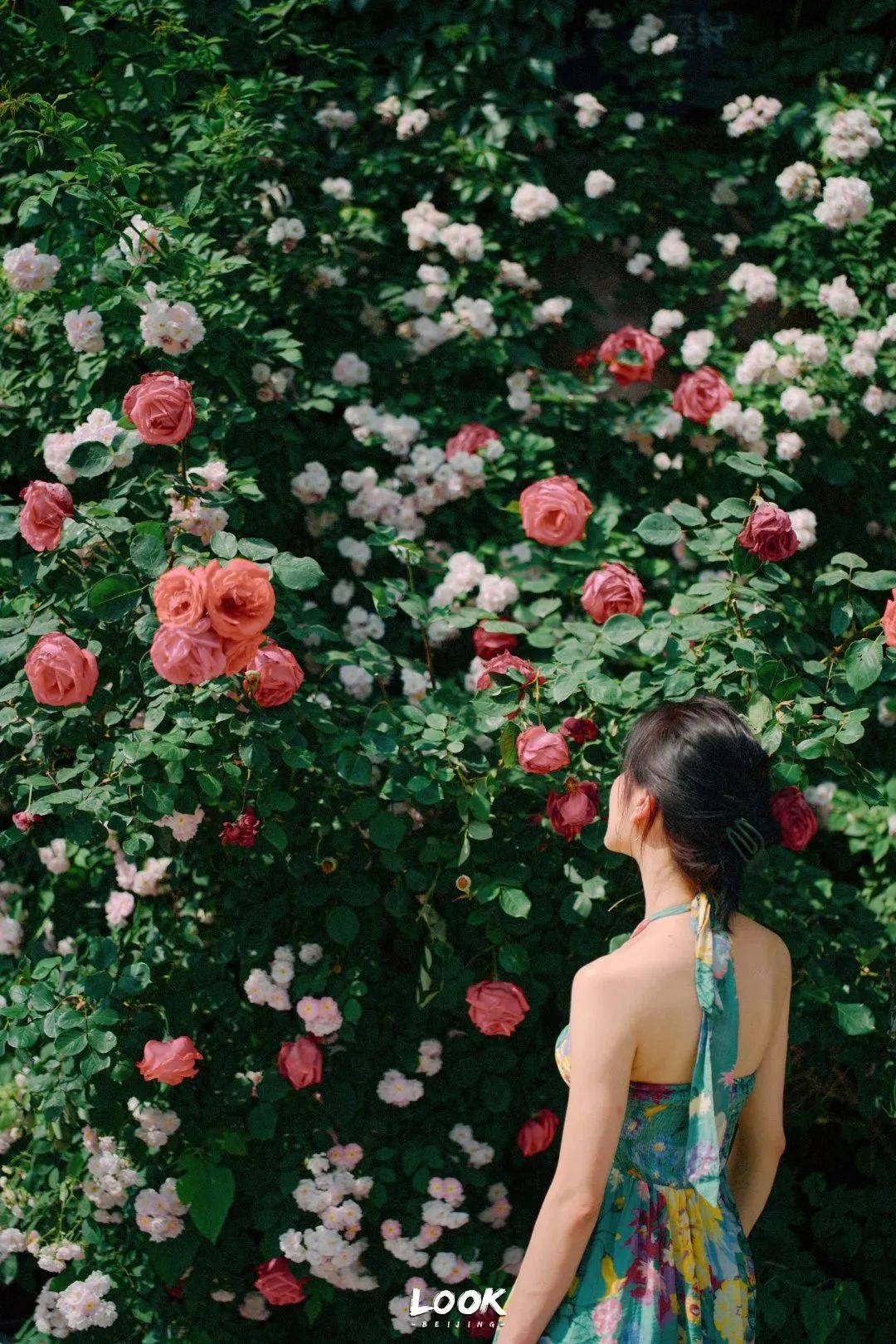 北京居庸关花海栈道,北京四季花海景区