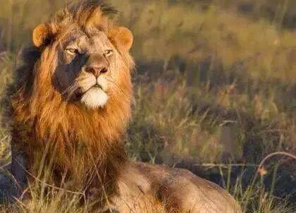 老虎怕狮子还是狮子怕老虎,狮子和老虎到底谁厉害有图有真相