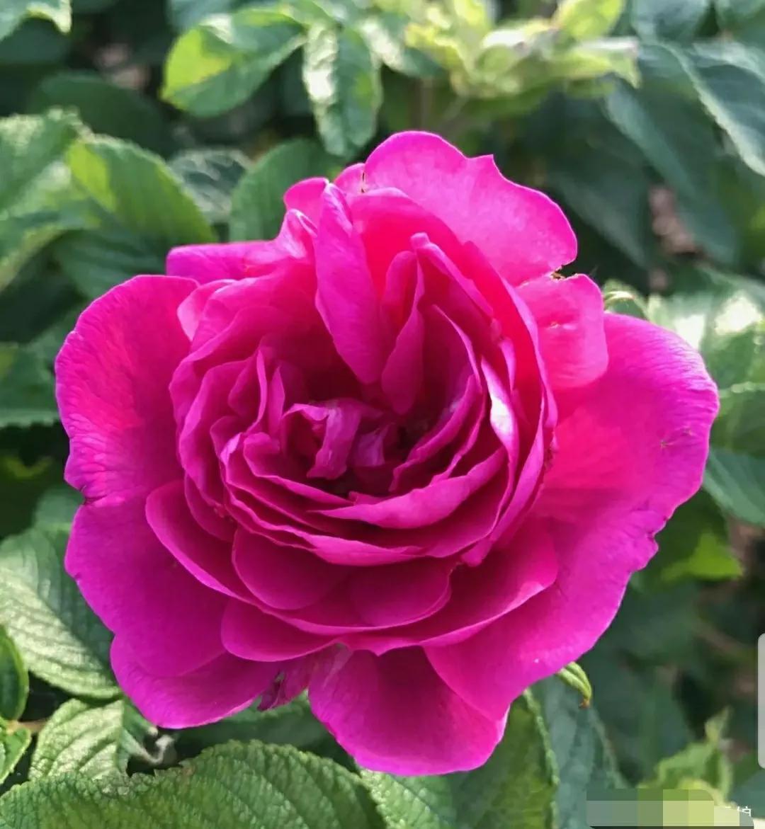 月季蔷薇玫瑰三者的区别图,蔷薇月季玫瑰的区别和联系