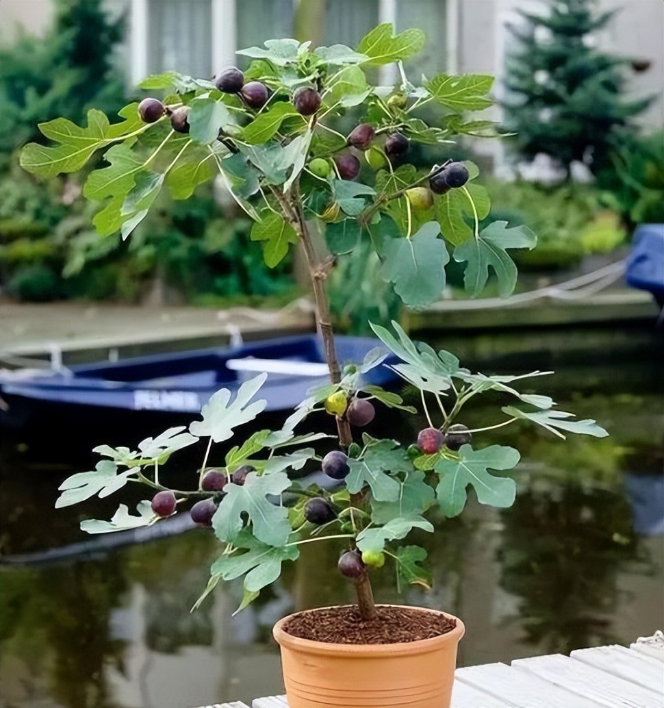 房子装修好放什么花净化空气,屋内装修完放什么花净化空气
