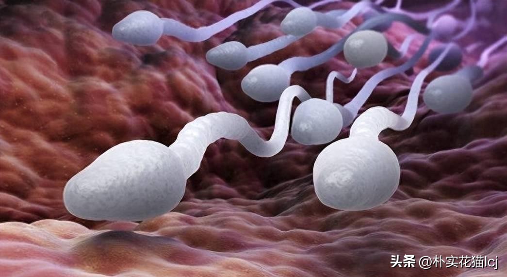精子受孕未成功后去哪了,没有成功受孕的精子都去哪里了