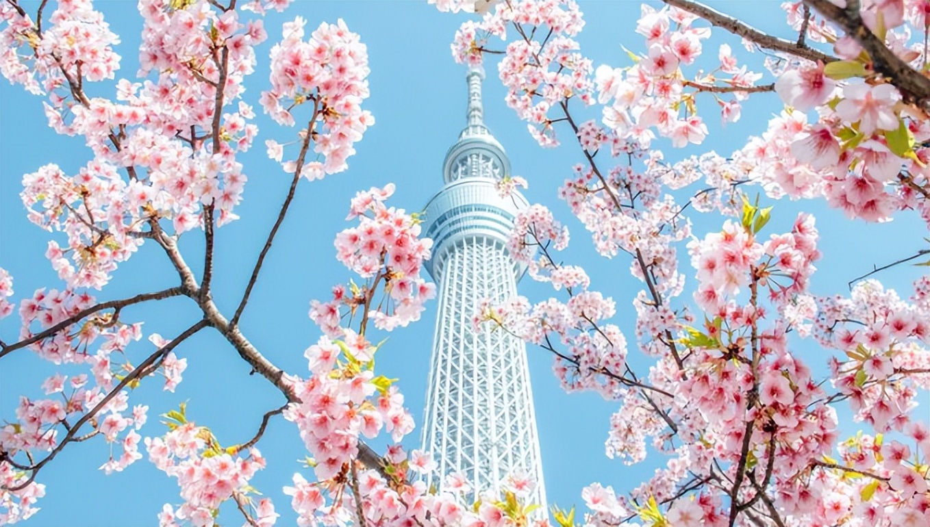 2023日本樱花什么时候开花,2023年日本樱花开放预测