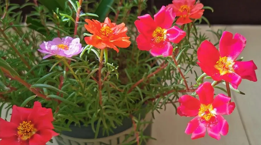 立夏已过进夏季,立夏已至百花齐放