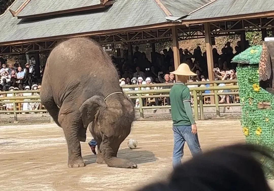 野象谷：给大象拴铁链子，好比人类遛狗的时候拴狗绳