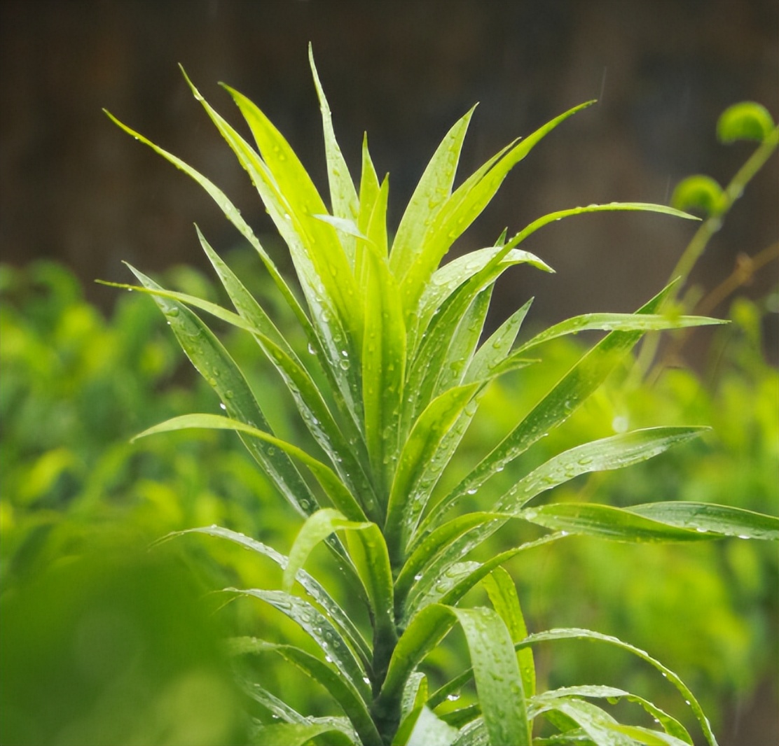 千年木尖发黄干枯怎么办,千年木干尖黄叶是怎么回事