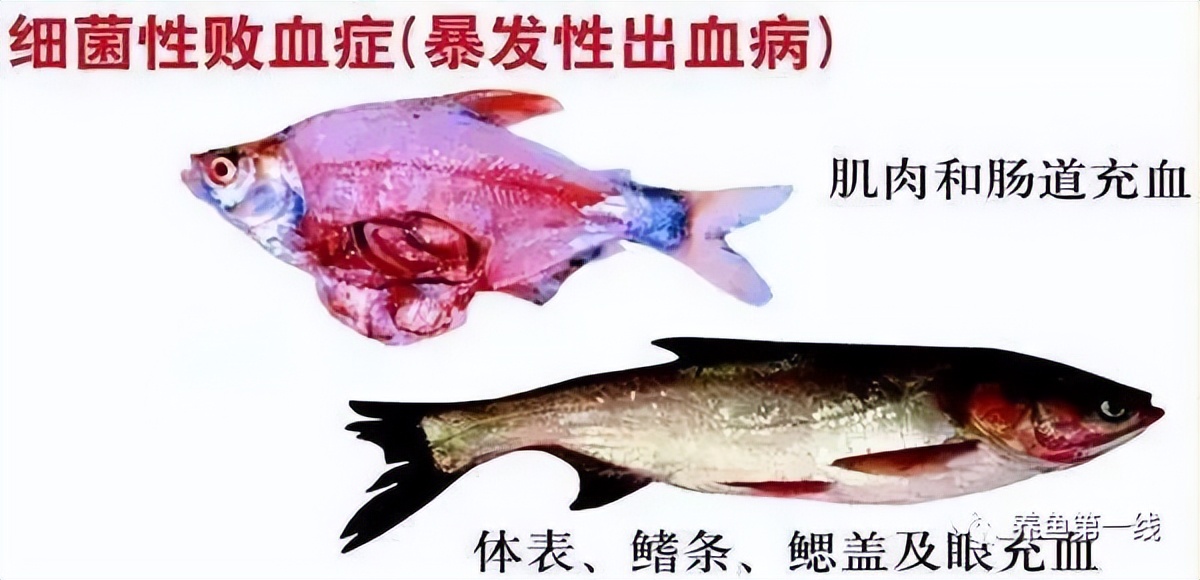 细菌性败血症鱼怎么治,淡水鱼败血症治疗