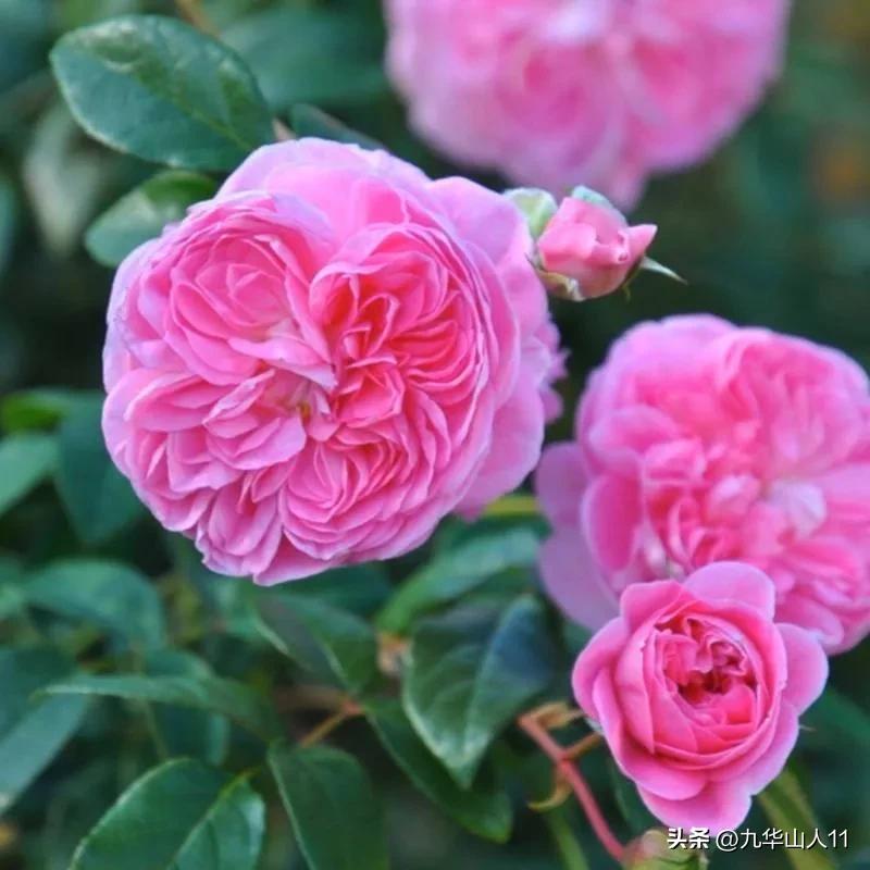 大花胖美人月季有几个品种,适合阳台养的大花月季品种