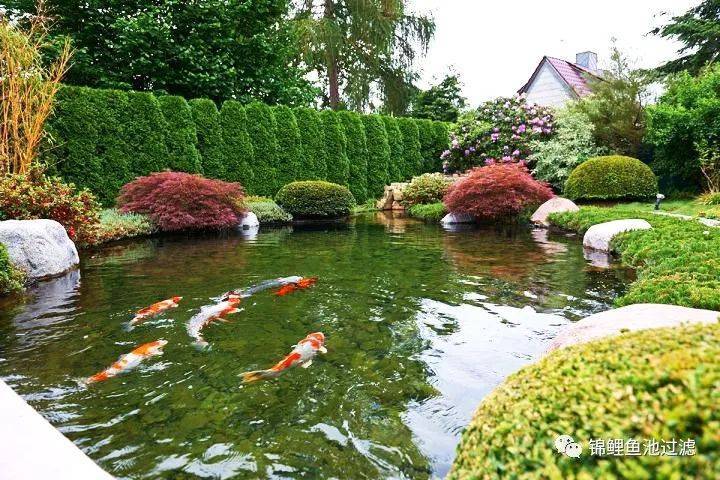 池养锦鲤新手必备十大忠告,锦鲤和什么一起可以有效清理藻类