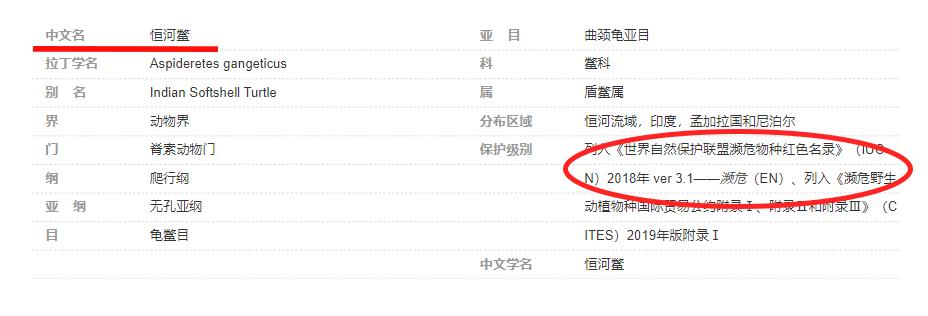 恒河鳖为啥无人敢吃,中国的恒河鳖