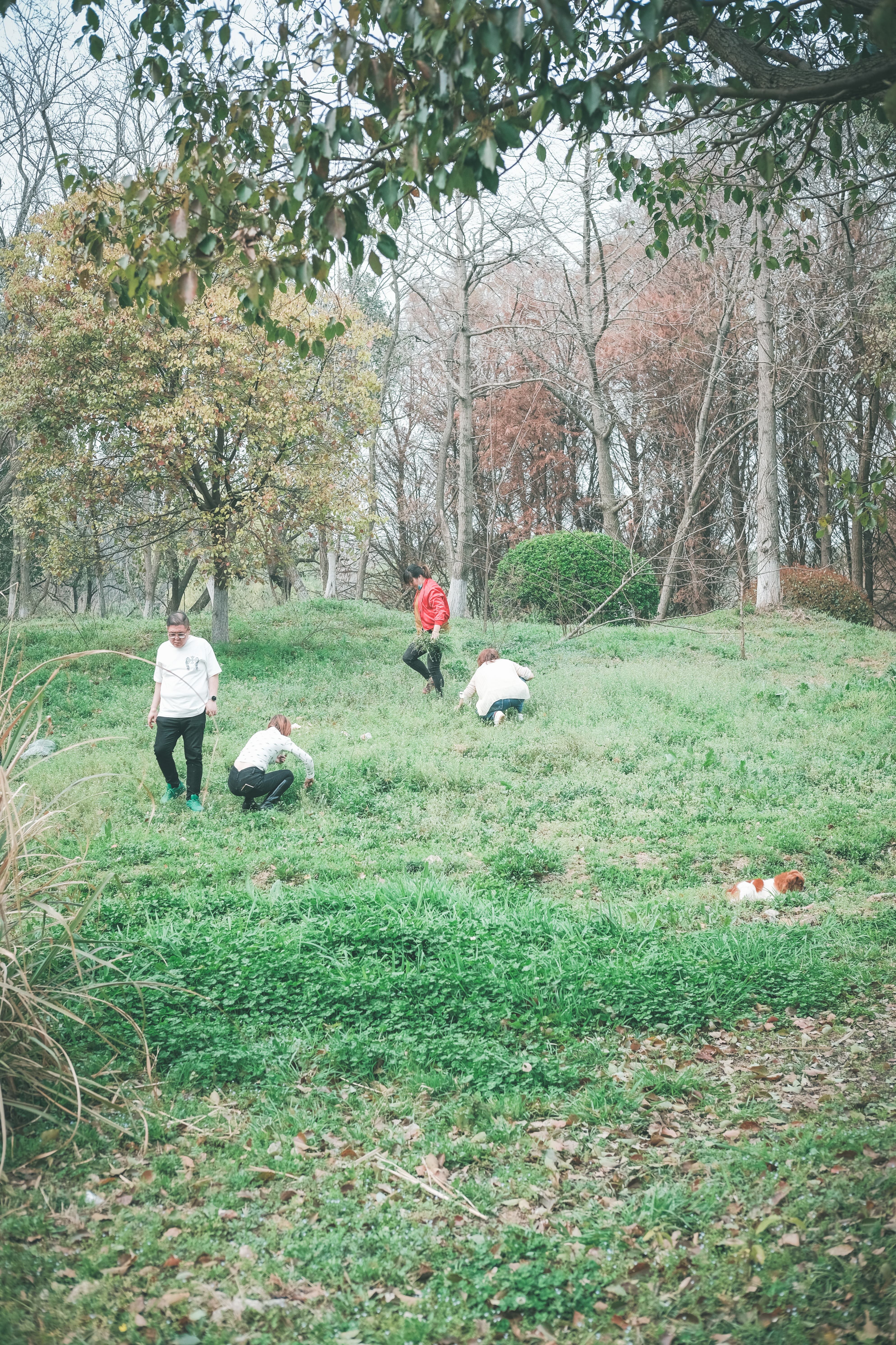无锡踏青挖野菜好去处,无锡哪里可以挖得到野生的荠菜