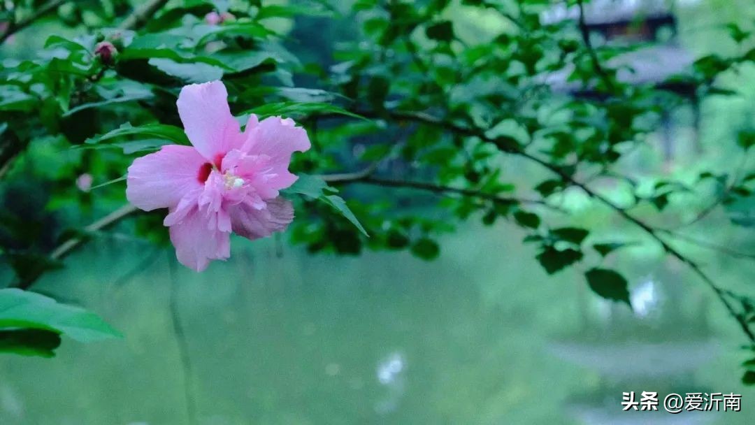 鏈ㄦЭ鏌旂殑灏忚,鏌旂矇绾㈠績閲嶇摚鏈ㄦЭ淇壀