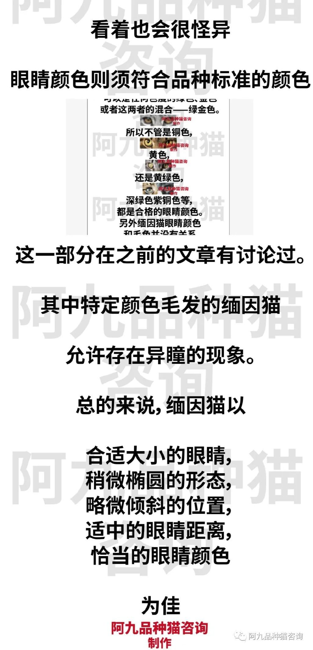 缅因猫品种标准图解，缅因猫怎么分辨好坏，缅因猫怎么分辨颜色