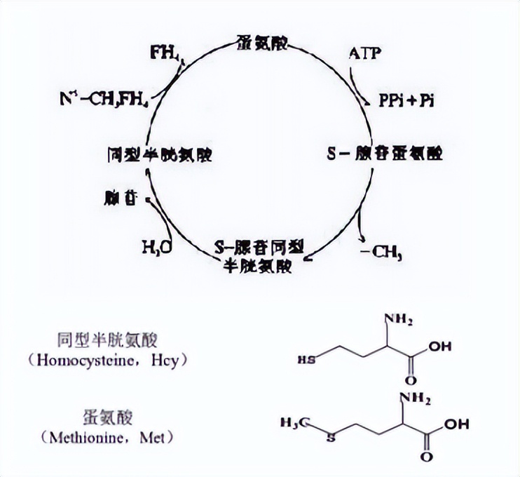 马来酸依那普利叶酸片能降高血压,马来酸依那普利叶酸片高血压药