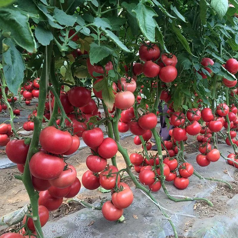 西红柿没成熟能吃吗,西红柿没成熟可以炒吃吗