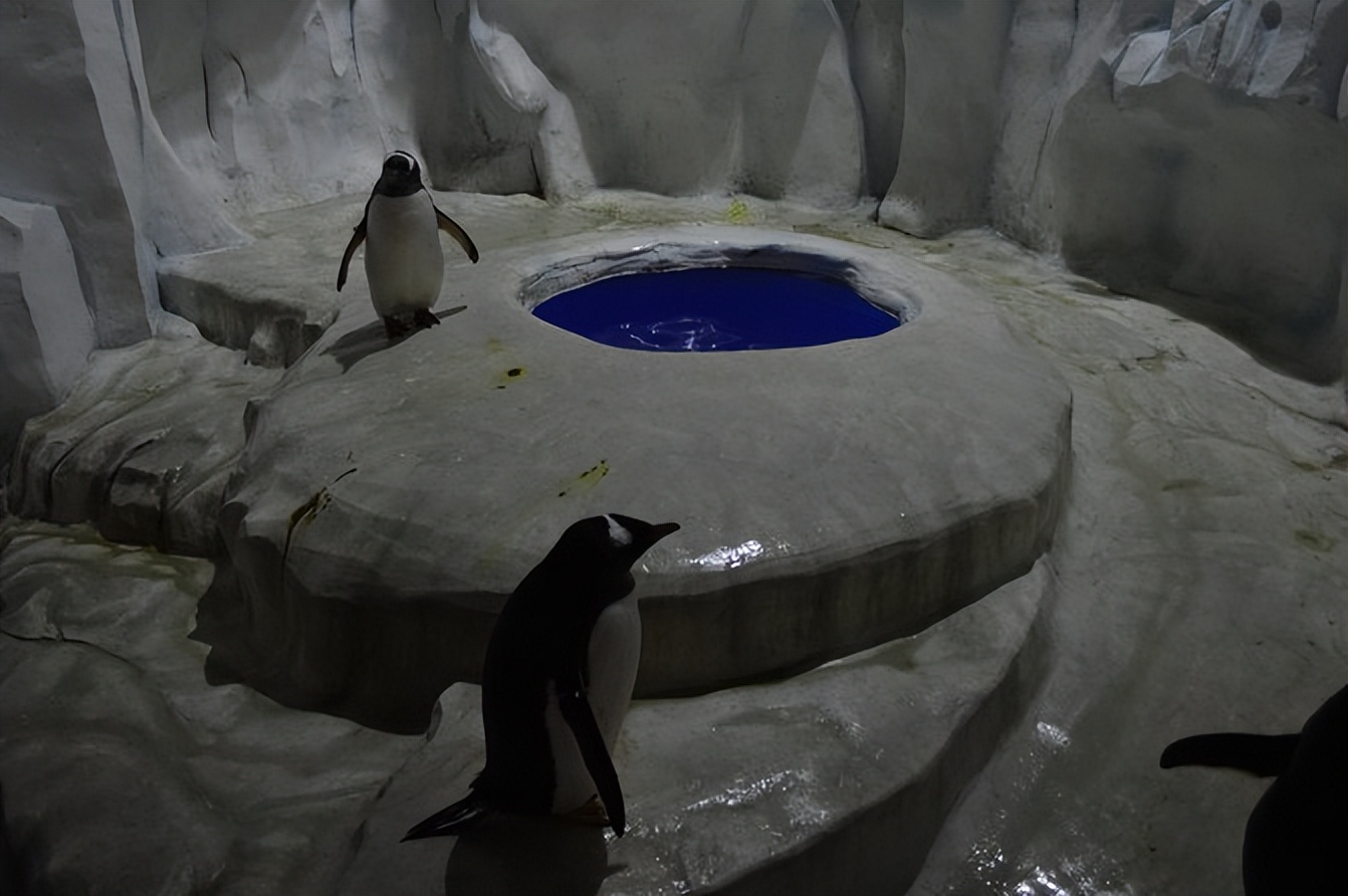 玩的就是心跳香港海洋公园,香港海洋公园经典