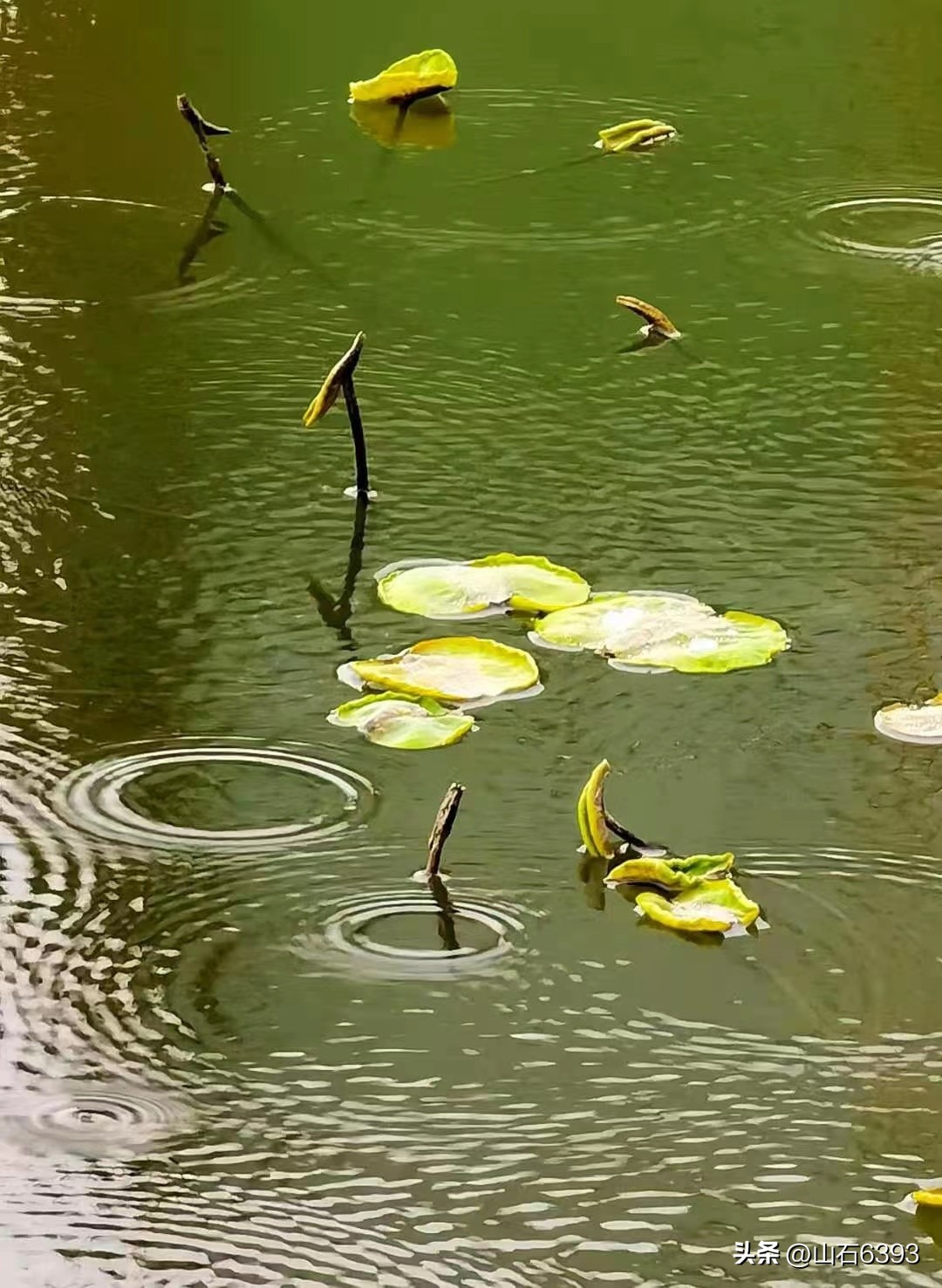 「战友美拍」“荷颂”系列17:陶俊峰的《荷叶之美》