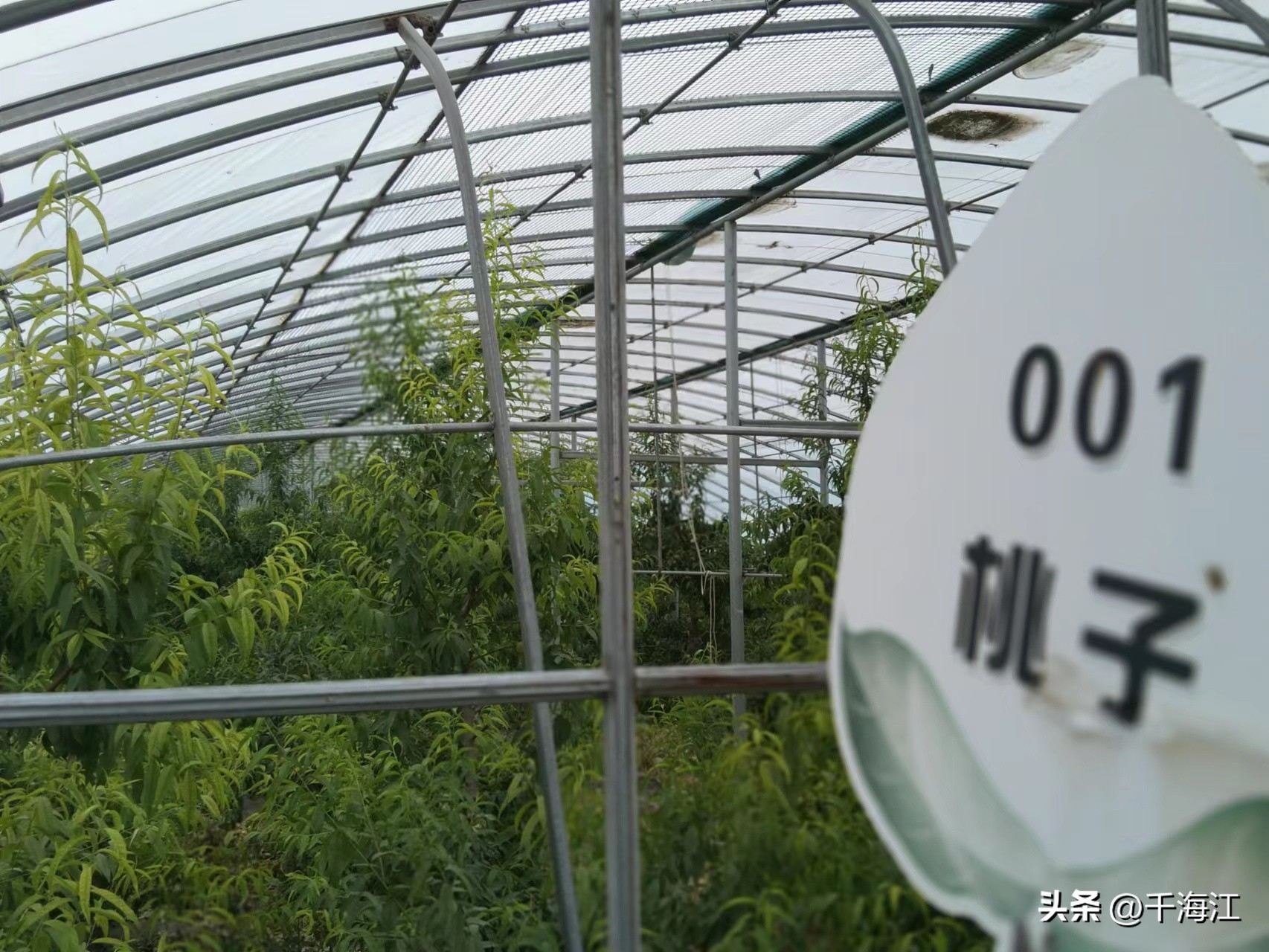 塞外水乡度假村怎么样,乌鲁木齐新市区塞外水乡门票价格