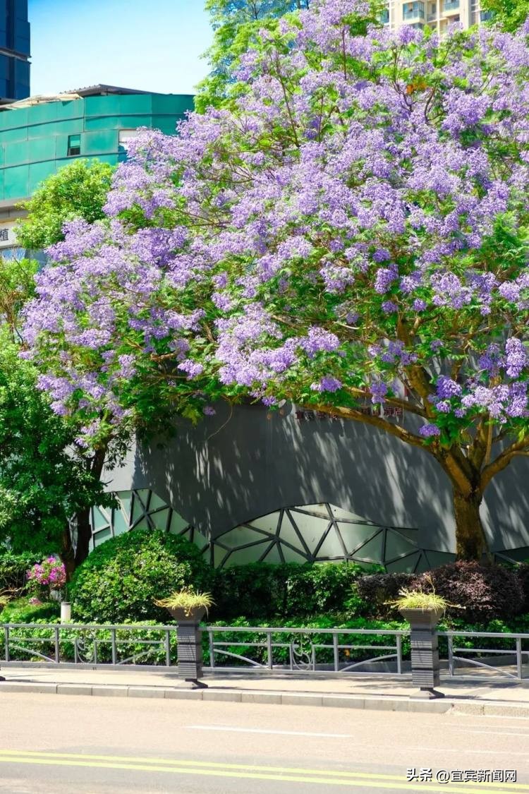 泸州蓝花楹打卡地,蓝花楹打卡点照片