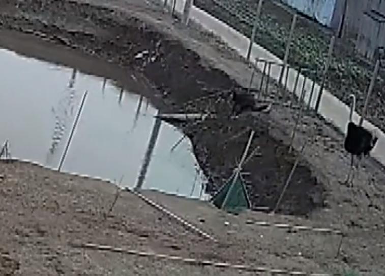男子被鸵鸟袭击,男子被亲戚家鸵鸟追赶