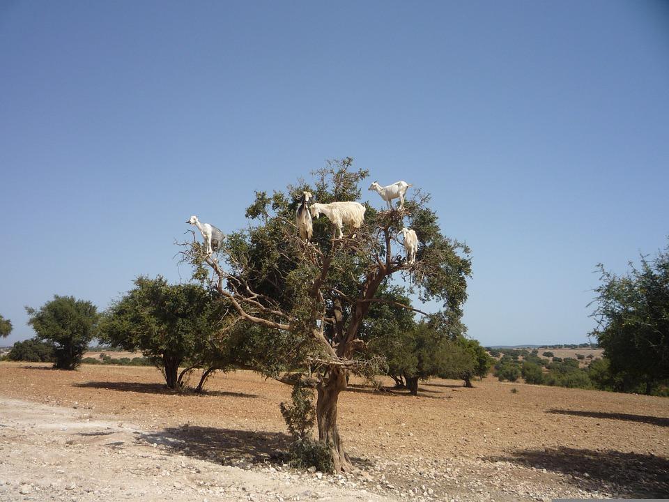 羊会吃肉对不对,羊会吃肉