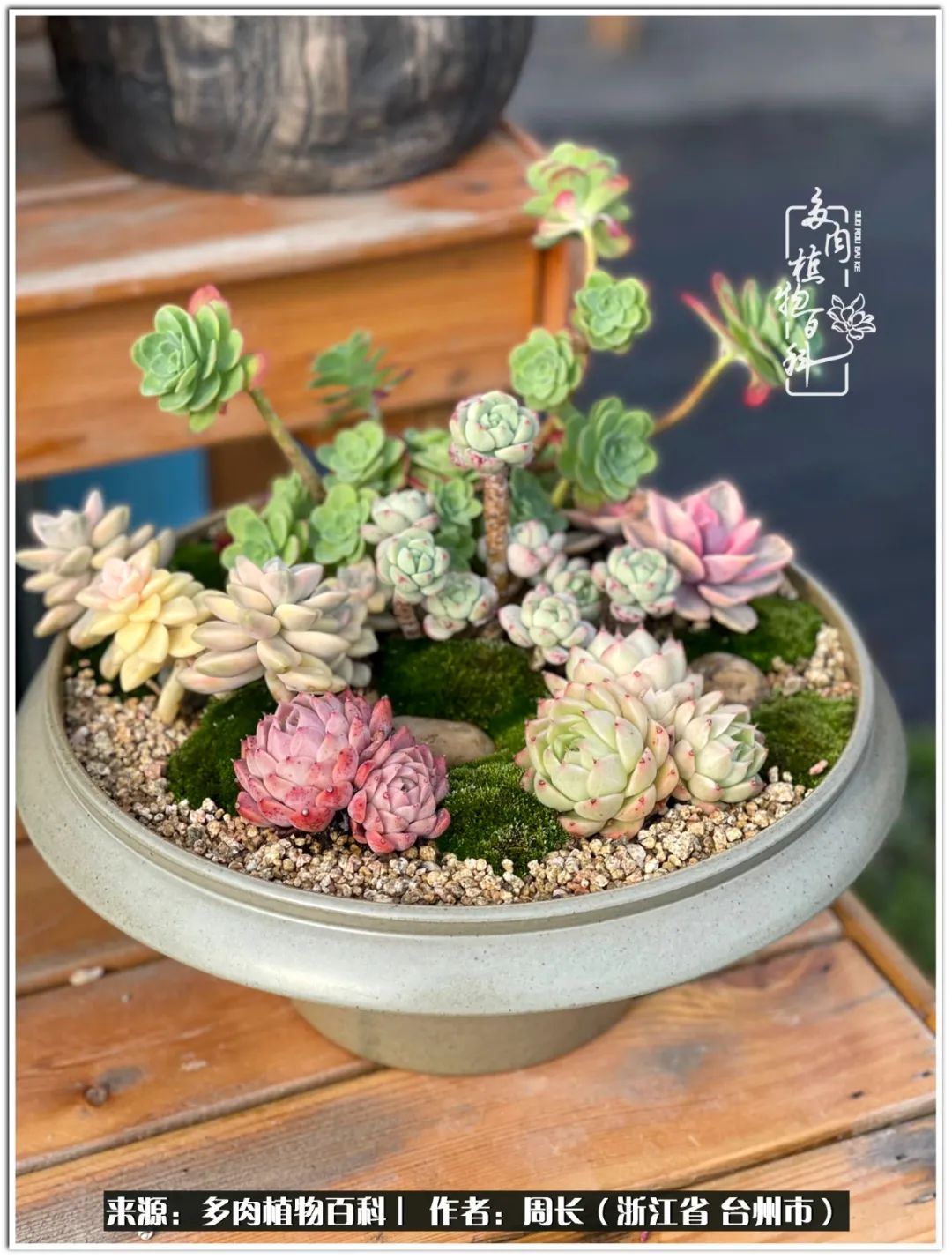 云南树脂粘土多肉组合拼盘创意,多肉拼盘的五个要点是什么