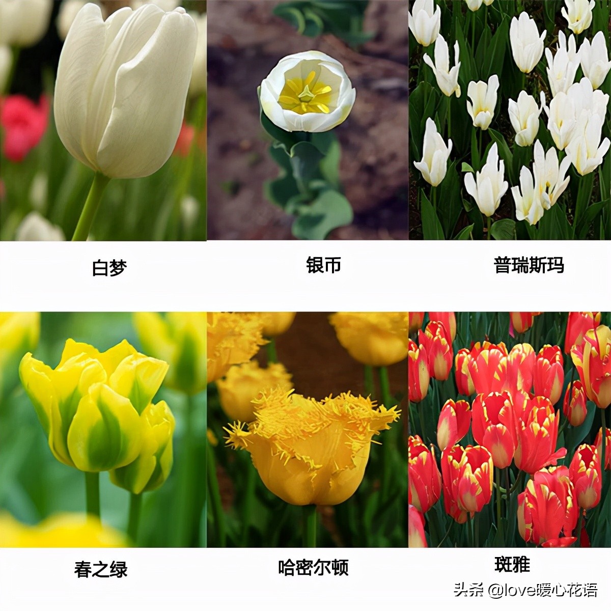 郁金香和玫瑰花搭配的花语,两朵粉色郁金香花语是什么