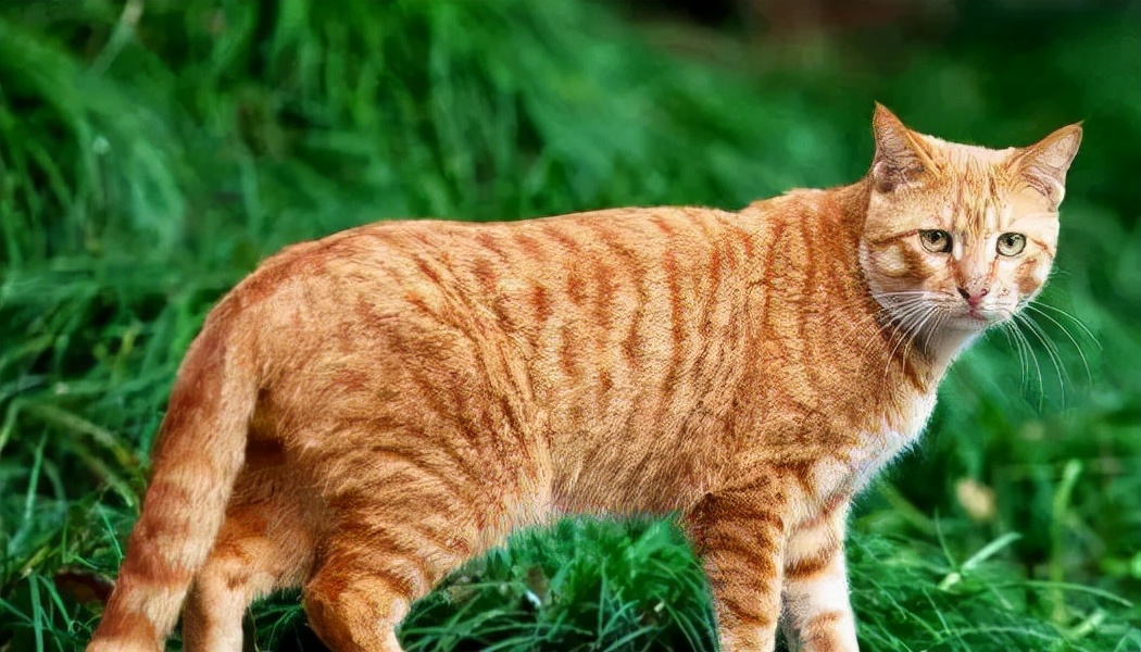 西伯利亚森林猫和中华田园猫,一只中华田园犬vs一只猫