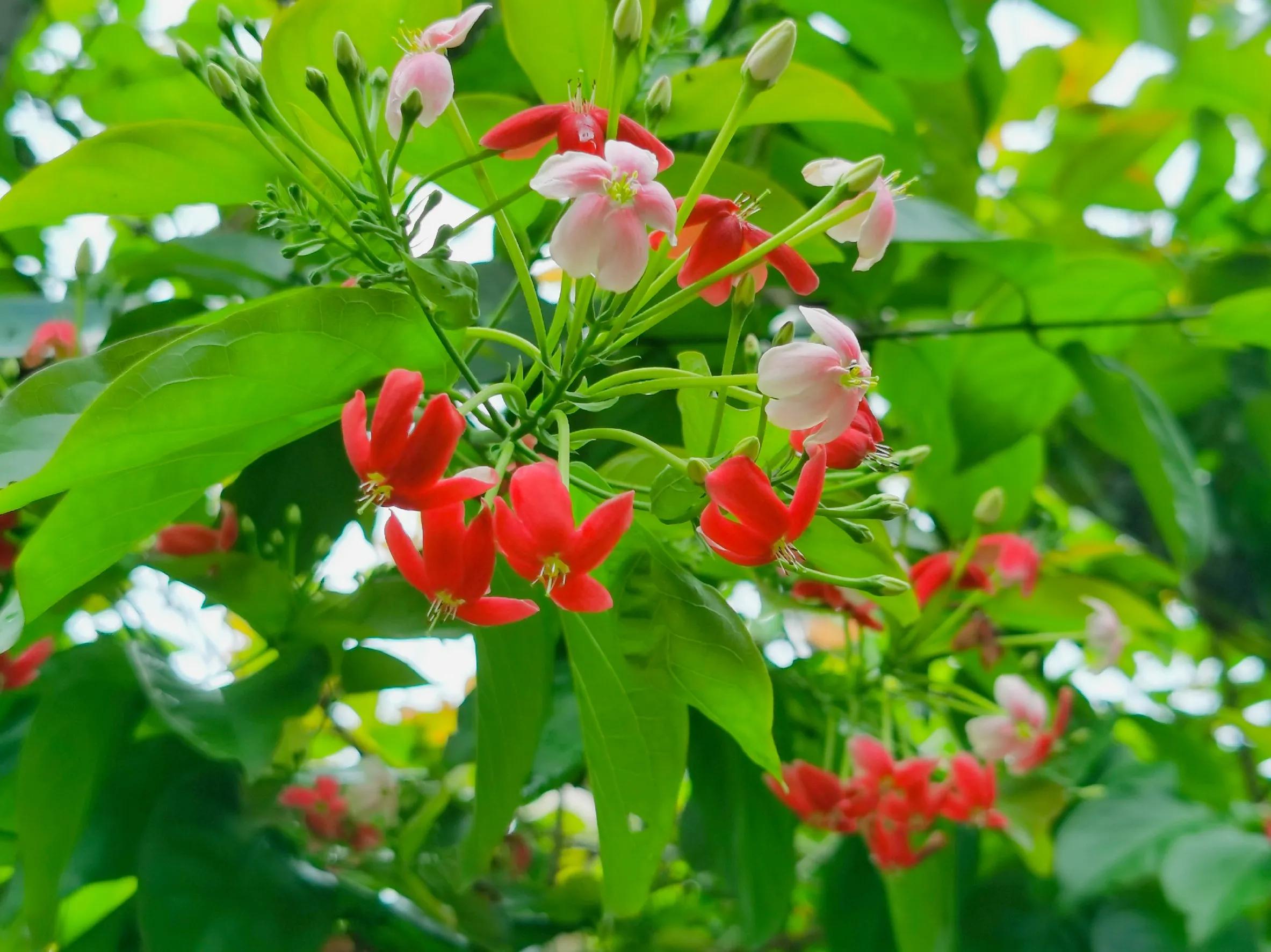 100种迷人的“数字花”,从零到一百万,真是太神奇了