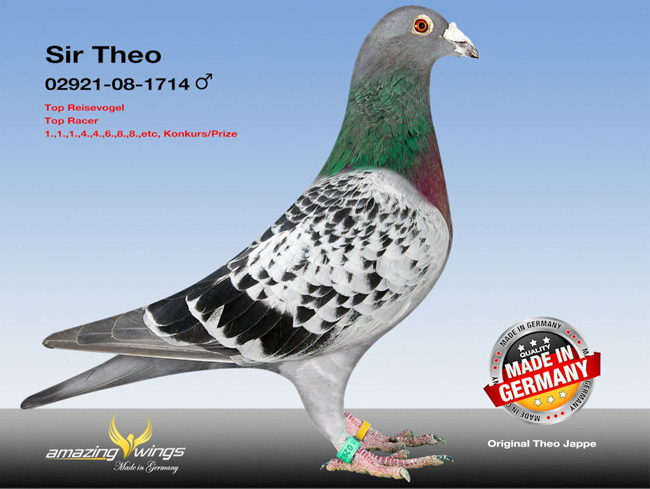 德国鸽界超级巨星迪欧亚普,图